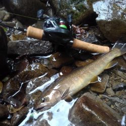 渓流ベイトフィネス第２回戦